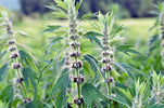 Alles over hartgespan thee: voordelen, gebruik en meer - De Theeplantage