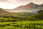 Assam versus Darjeeling: Een vergelijking van thee regio's - De Theeplantage