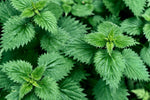 Brandnetel thee gezond: Voordelen voor de gezondheid - De Theeplantage