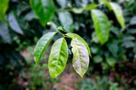 Guayusa: Wat is het en wat zijn de voordelen? - De Theeplantage