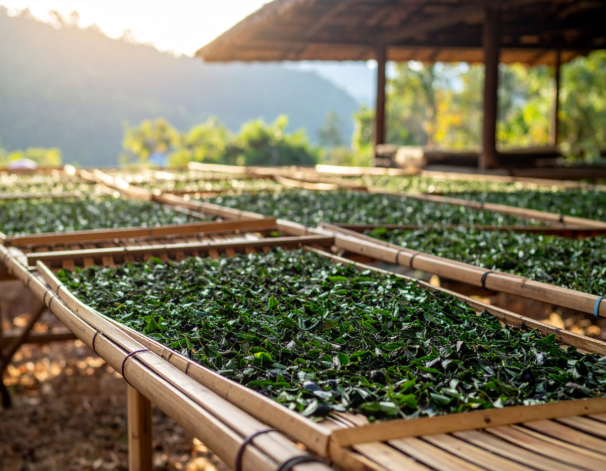 Oolong drogen in thailand
