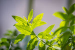 Verveine, een magische gezonde thee - De Theeplantage