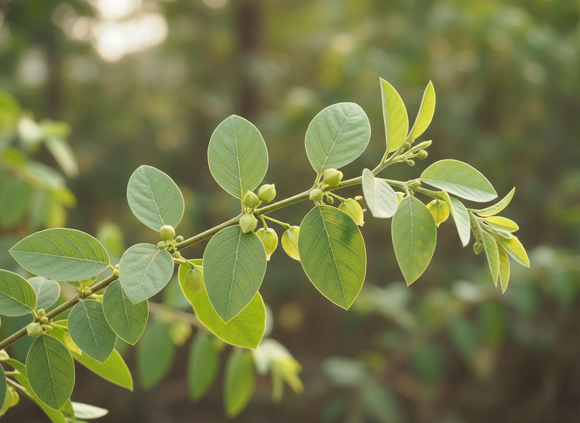 Ashwagandha struik