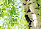 Berkenbladthee: eigenschappen, voordelen en bereiding - De Theeplantage