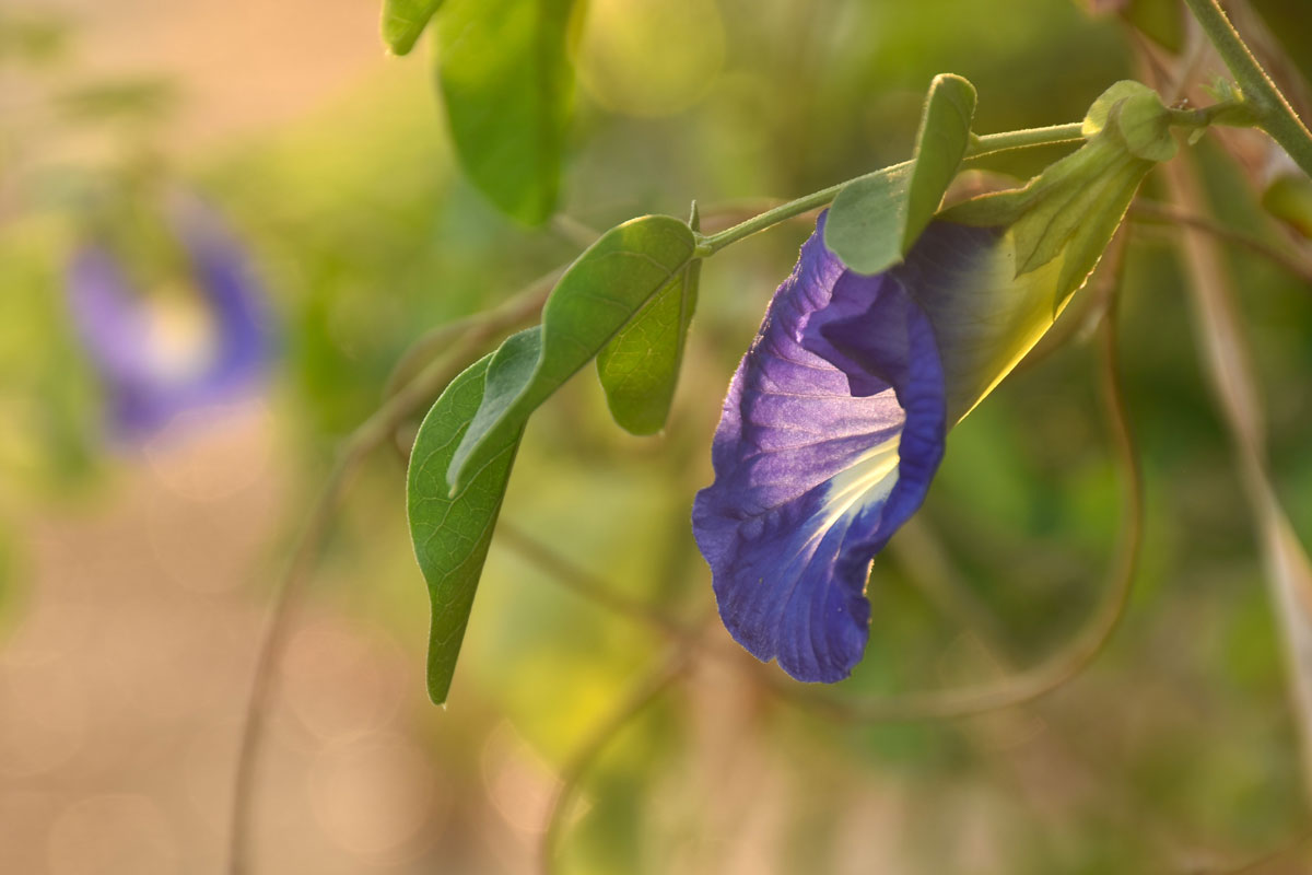 Butterfly pea: De schoonheid van binnenuit