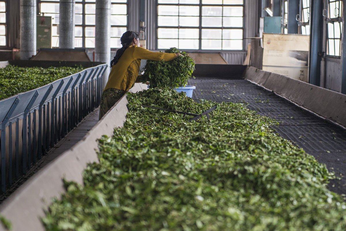De thee regios: Waar vind je de beste thee ter wereld? - De Theeplantage