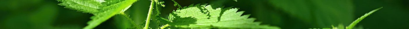 Ervaar de voordelen van brandnetelthee - De Theeplantage
