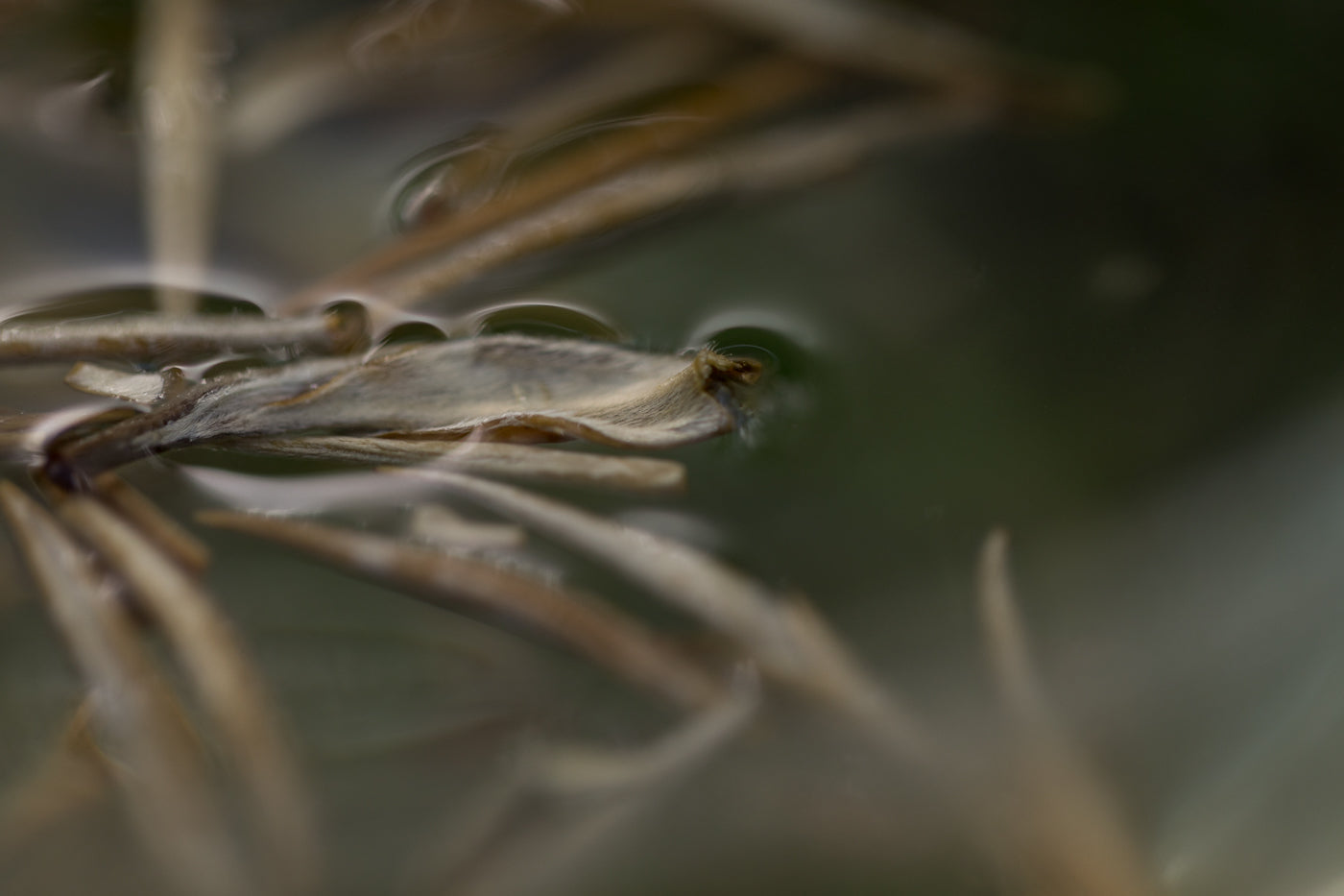 Silverneedle witte thee in water