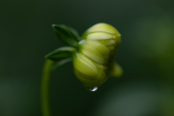 Thee en kruidenthee bij verkoudheid - De Theeplantage