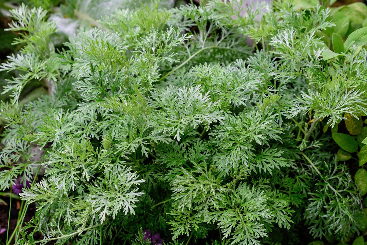 Alsem, een heilzame bittere drank - De Theeplantage