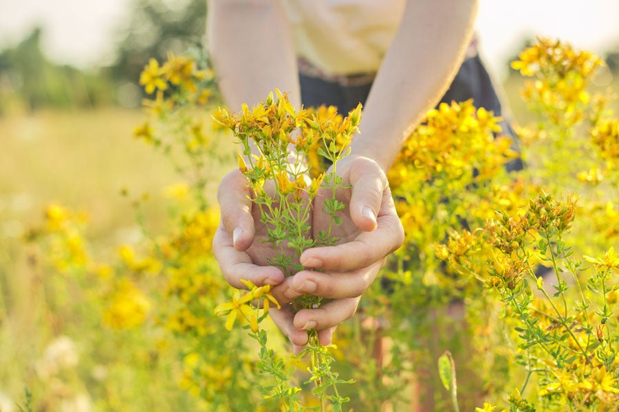 Alles over Sint Janskruidthee: gezondheidsvoordelen en bereiding - De Theeplantage
