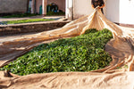 Verschil tussen cafeïne en theïne in thee - De Theeplantage