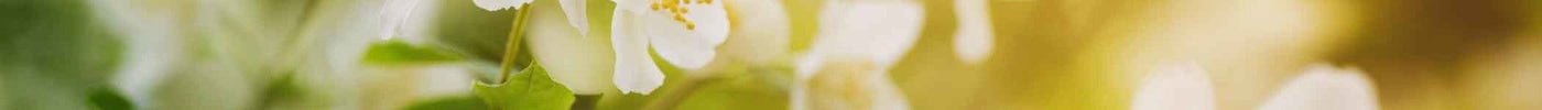 Wat is Jasmijnthee precies? - De Theeplantage