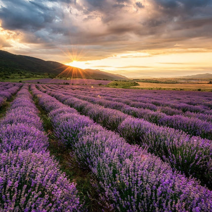 Lavendel voor te slapen