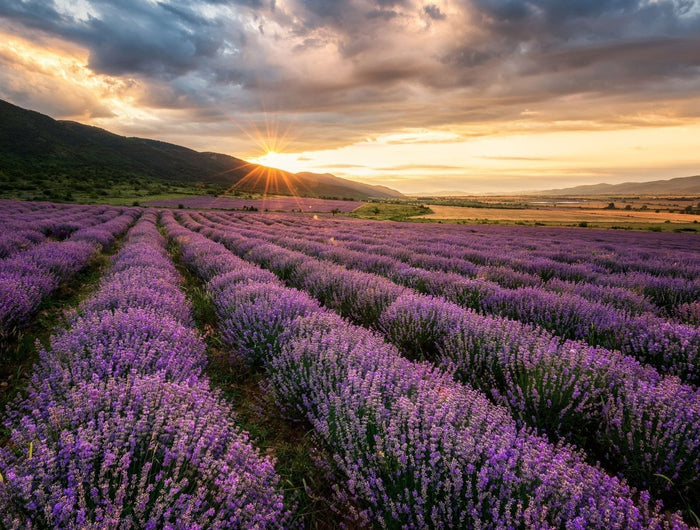 Lavendel voor te slapen