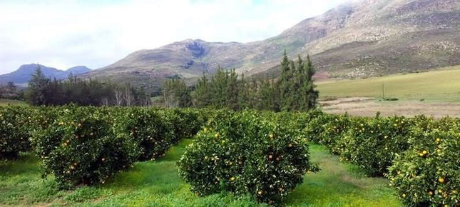 De Theeplantage Buchu gesneden Biologisch