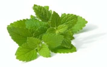 De Theeplantage Citroenmelisse Biologisch