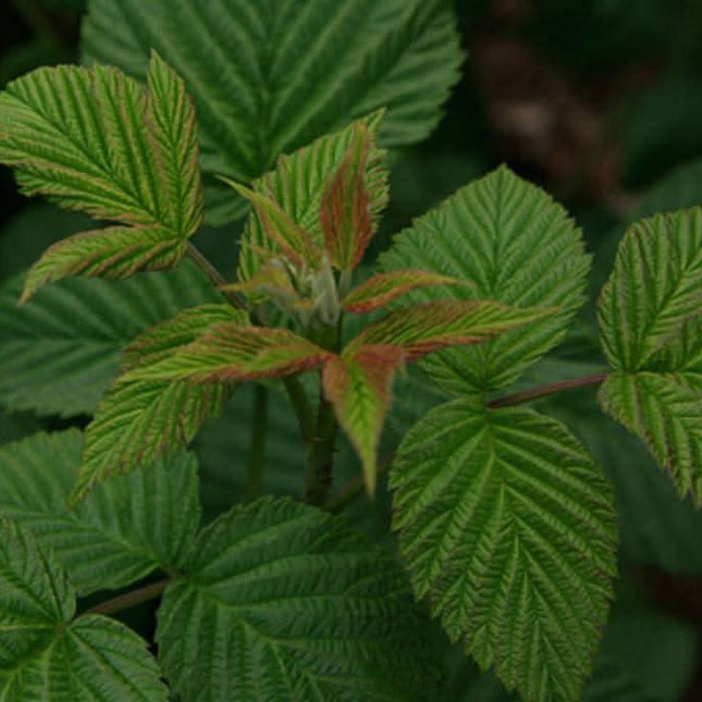 De Theeplantage Framboosbladthee Biologisch